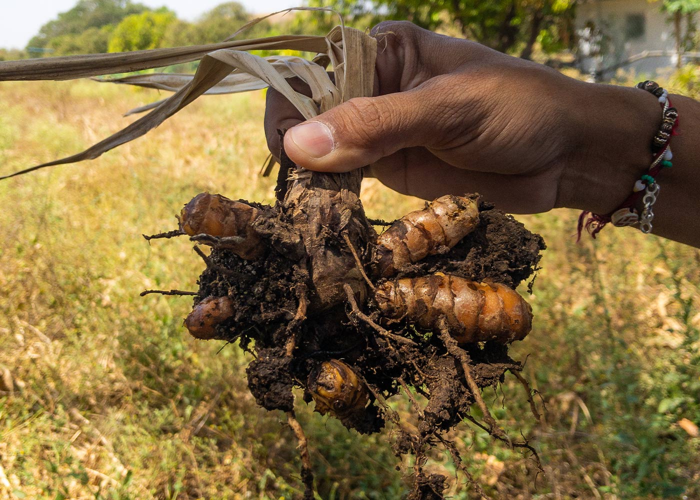 Les incroyables bienfaits des épices dans la cuisine de tous les jours